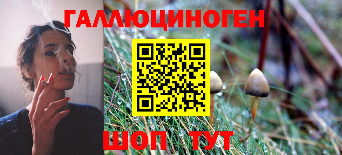 Псилоцибиновые грибы мицелий Чернушка